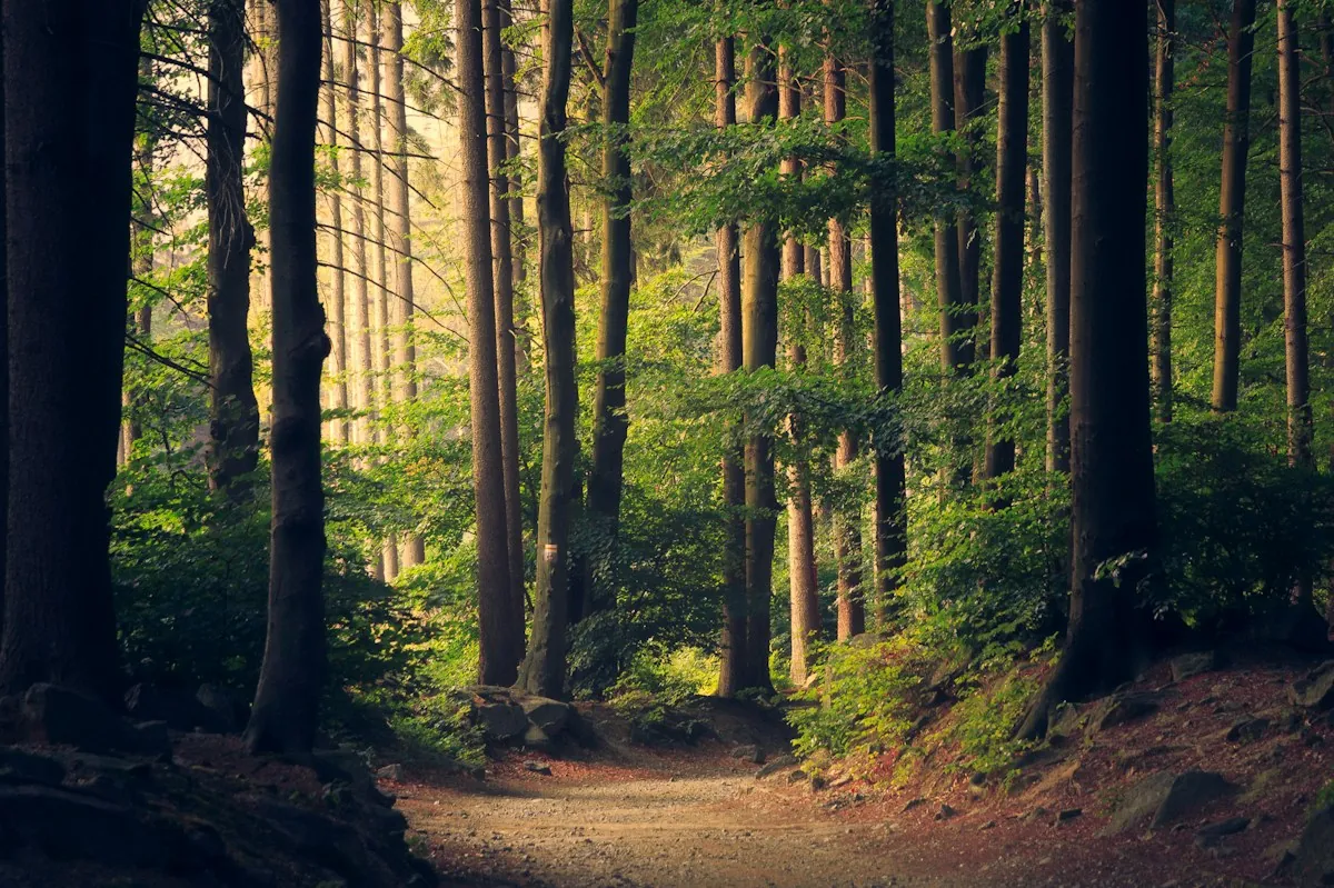 A dirt path winding through tall green trees with sunlight filtering through the leaves