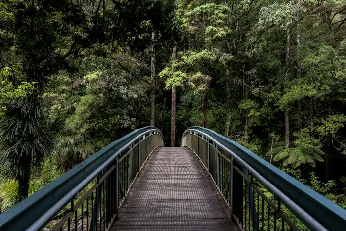 A wooden footbridge with railings leading through green forest