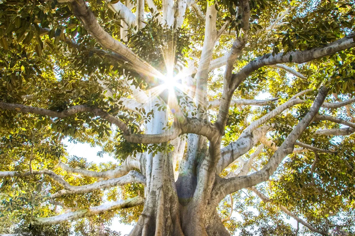 Sunlight streaming through the branches of a large tree