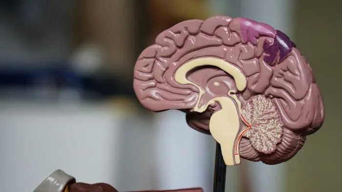A colorful model of a human brain in cross-section